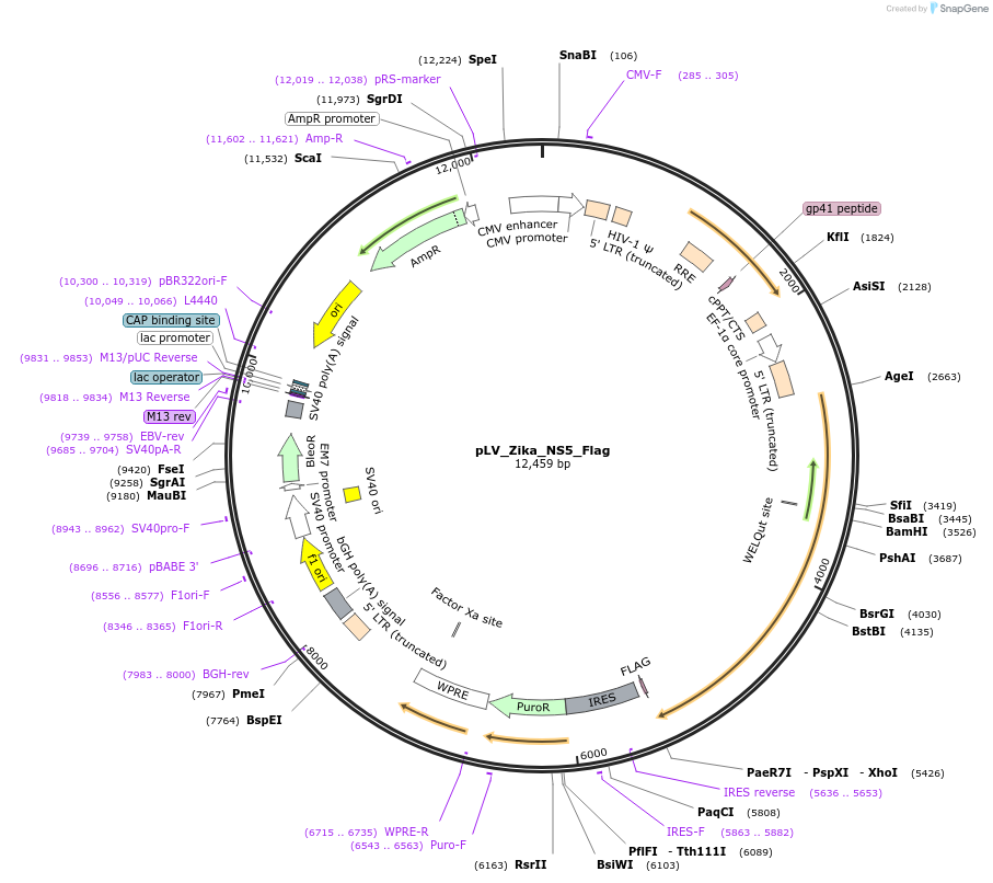 79639-plasmid-map-sequence-id-148807