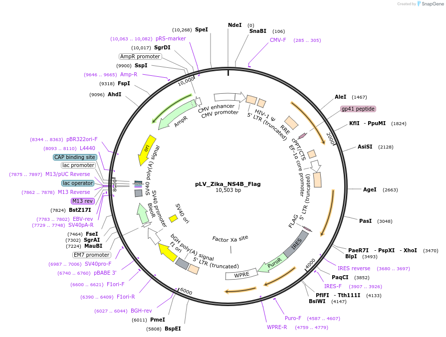 79640-plasmid-map-sequence-id-148808