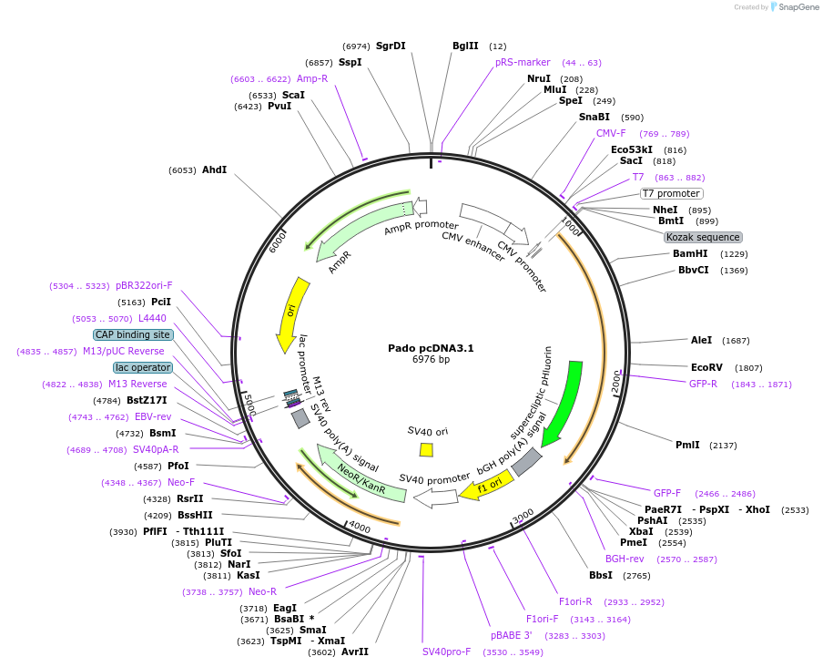 79663-plasmid-map-sequence-id-148887