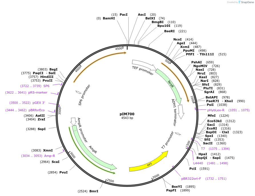74639-plasmid-map-sequence-id-148904