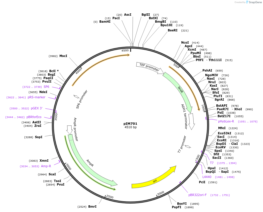 74642-plasmid-map-sequence-id-148908