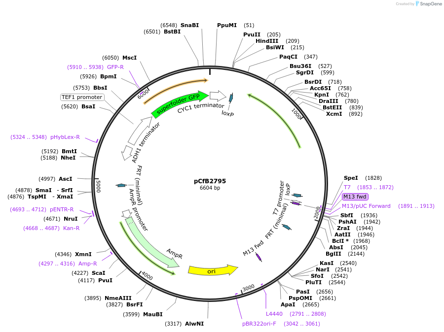 63650-plasmid-map-sequence-id-148926
