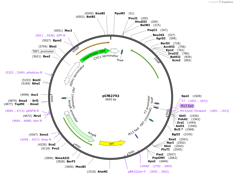 63653-plasmid-map-sequence-id-148938