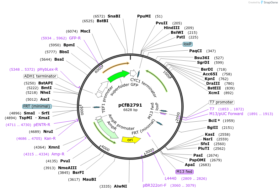 63654-plasmid-map-sequence-id-148952