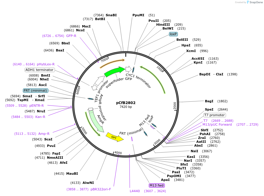 63655-plasmid-map-sequence-id-148963