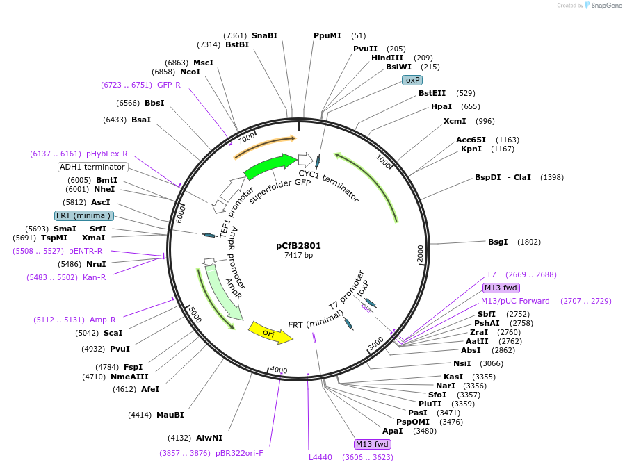 63656-plasmid-map-sequence-id-148971