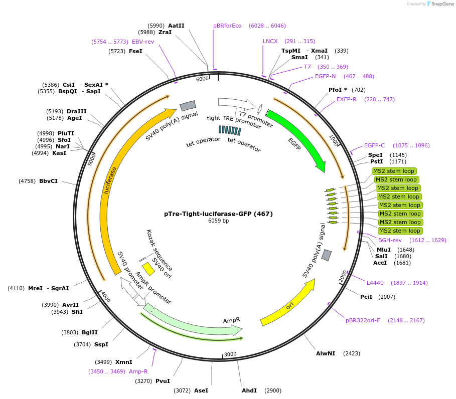 65491-plasmid-map-sequence-id-148973