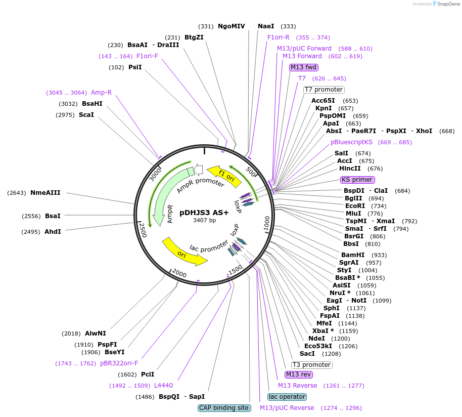 78236-plasmid-map-sequence-id-148985