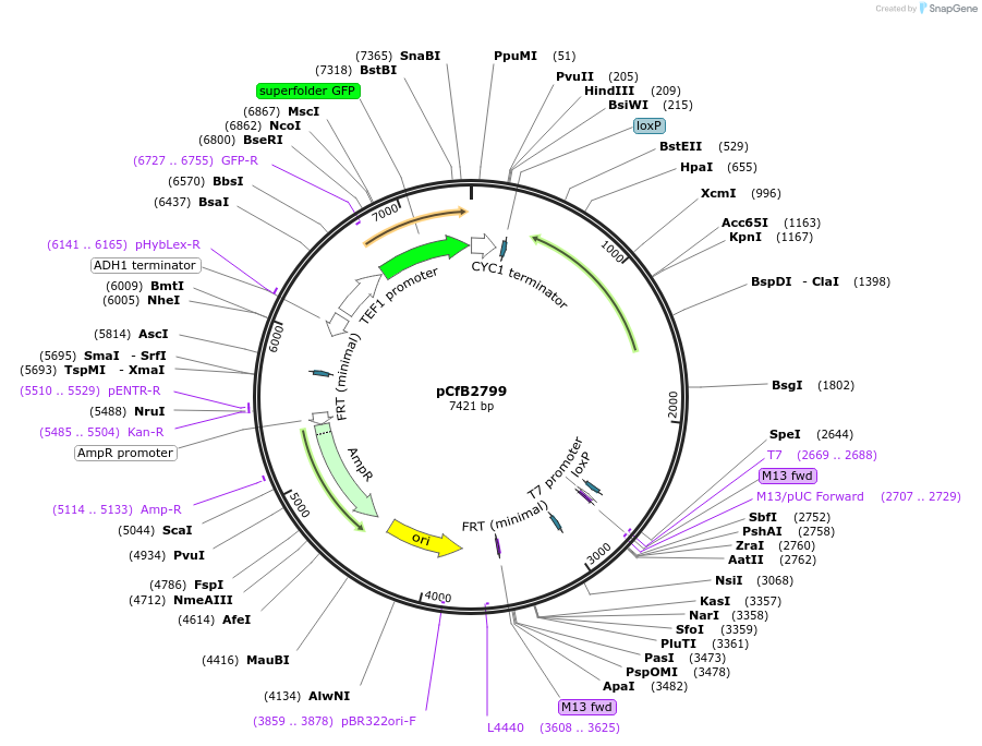63658-plasmid-map-sequence-id-149000