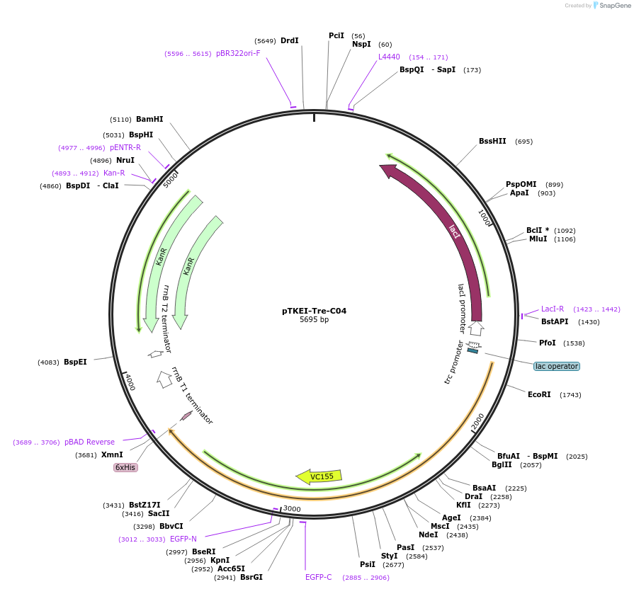 79754-plasmid-map-sequence-id-149105