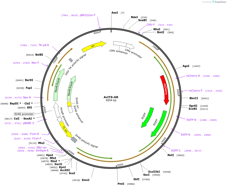79774-plasmid-map-sequence-id-149113