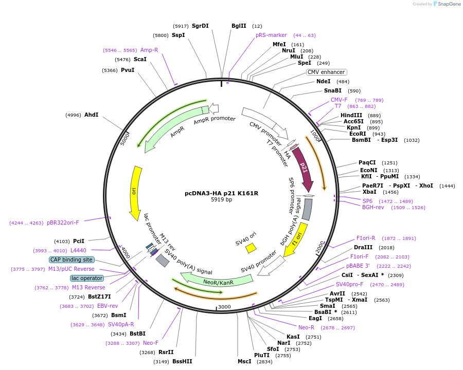 78788-plasmid-map-sequence-id-149130
