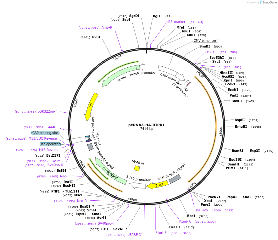 78834-plasmid-map-sequence-id-149166