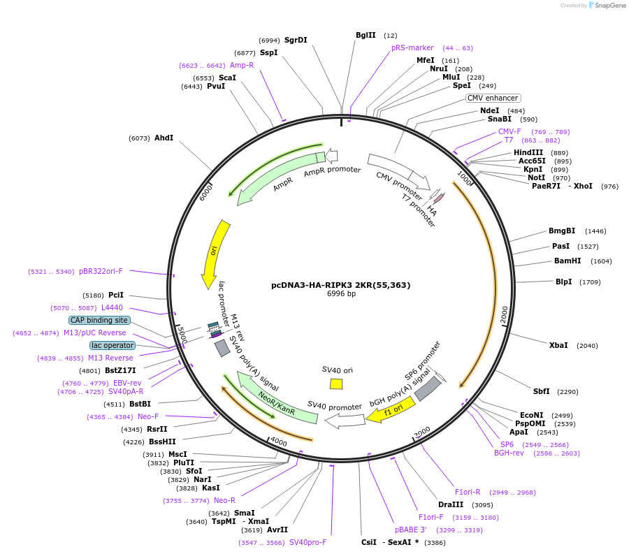 78811-plasmid-map-sequence-id-149245