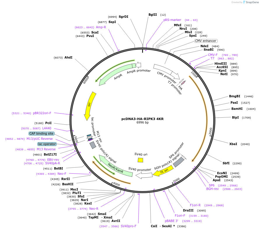 78813-plasmid-map-sequence-id-149258