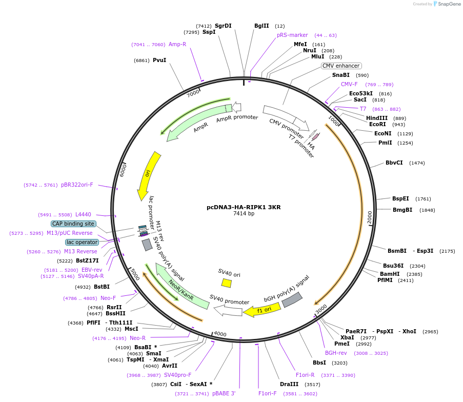 78841-plasmid-map-sequence-id-149265
