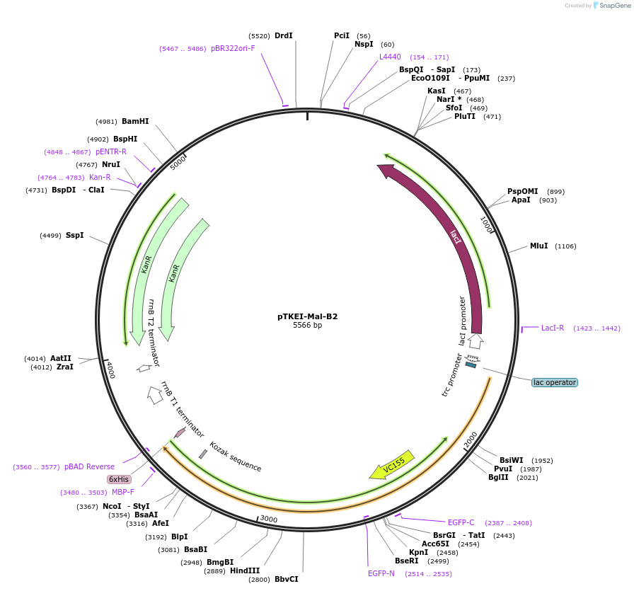 79756-plasmid-map-sequence-id-149378