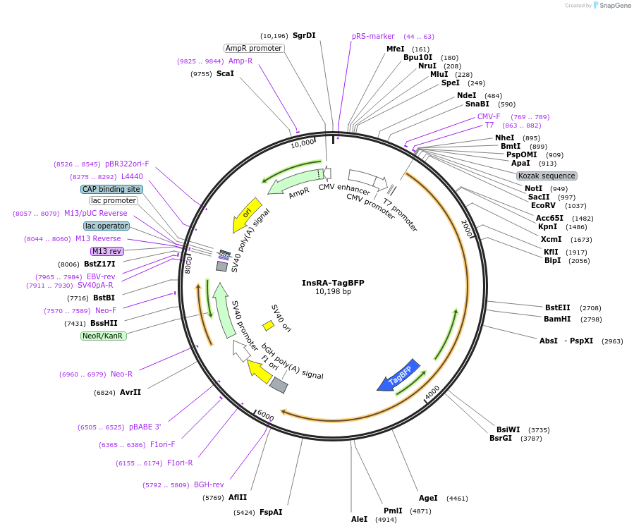 79791-plasmid-map-sequence-id-149402