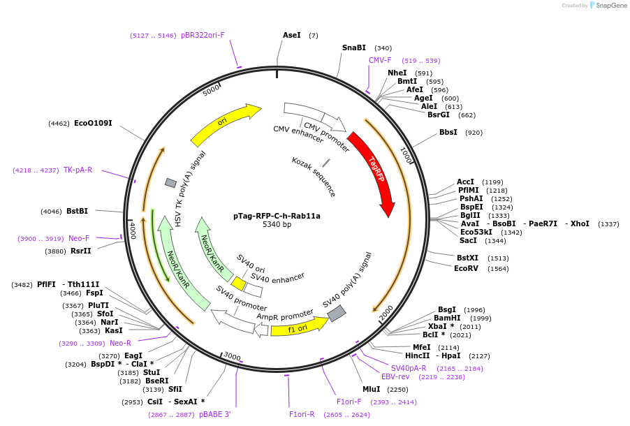 79806-plasmid-map-sequence-id-149417