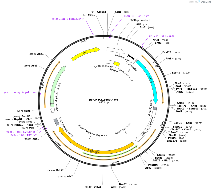 78260-plasmid-map-sequence-id-149453