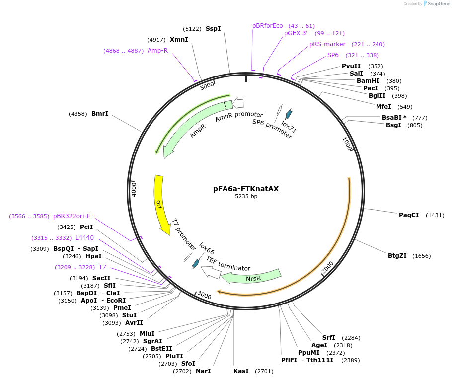 73899-plasmid-map-sequence-id-149482