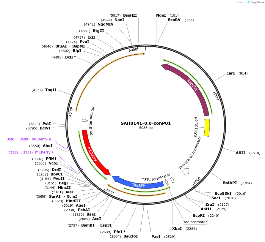 79828-plasmid-map-sequence-id-149519