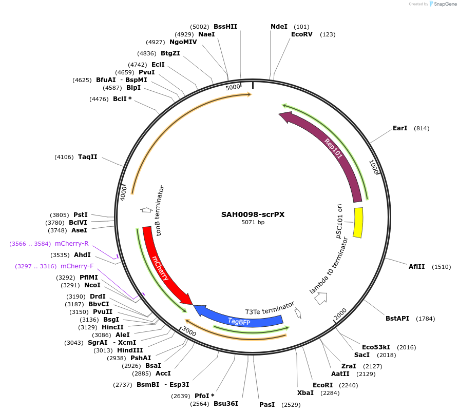 79830-plasmid-map-sequence-id-149522