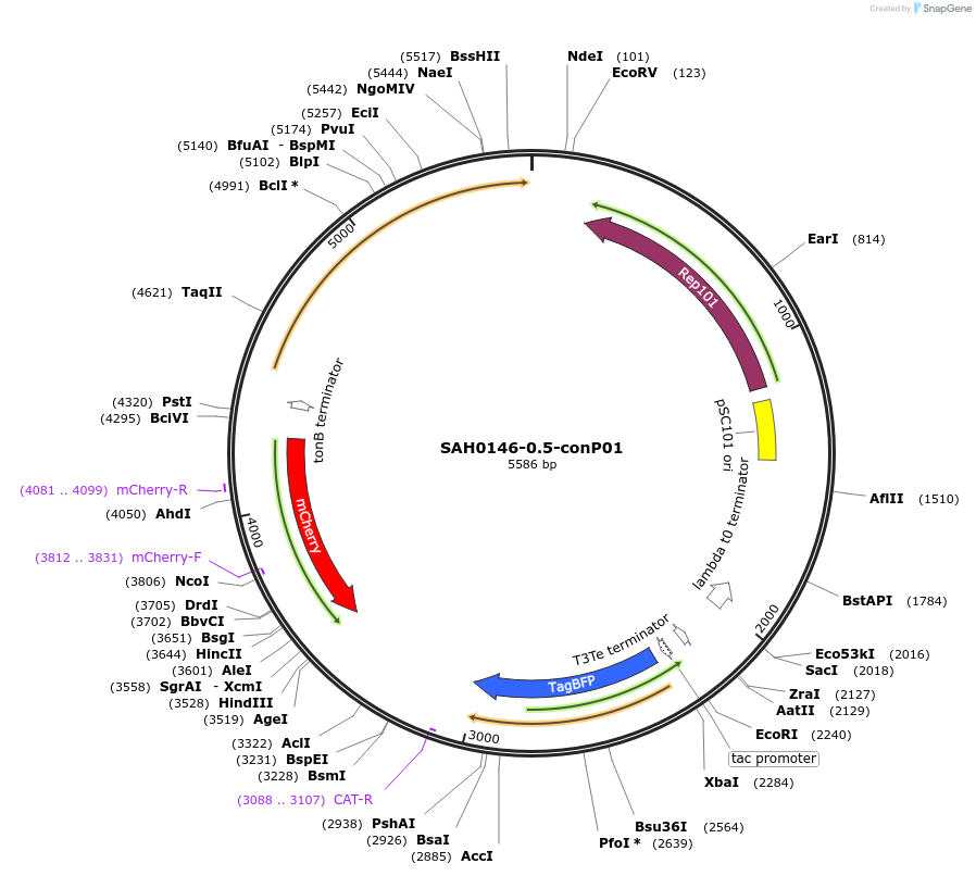 79831-plasmid-map-sequence-id-149523