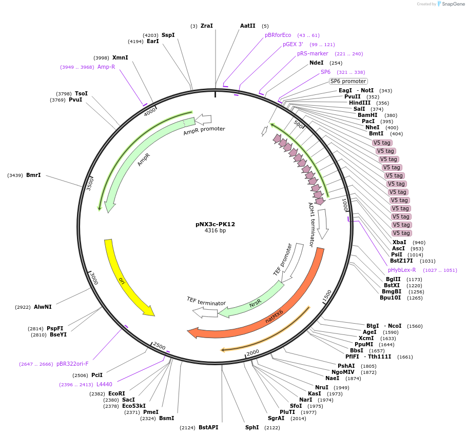 78371-plasmid-map-sequence-id-149544