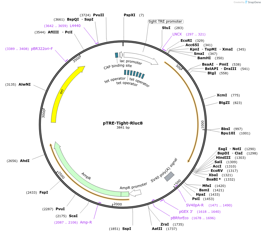 79844-plasmid-map-sequence-id-149572