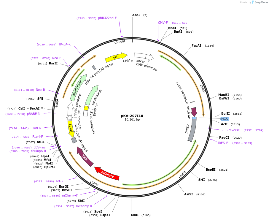 79845-plasmid-map-sequence-id-149588