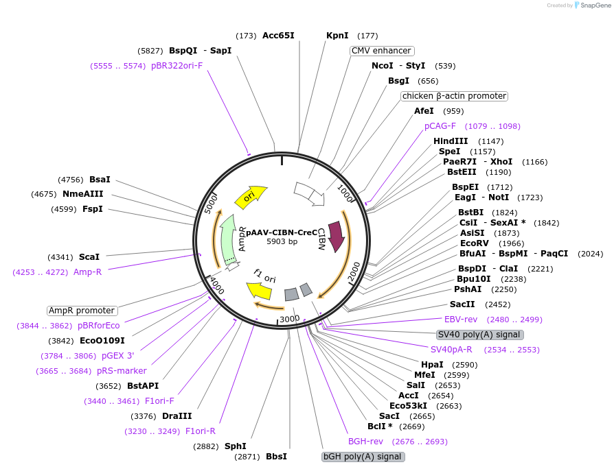 75267-plasmid-map-sequence-id-149675
