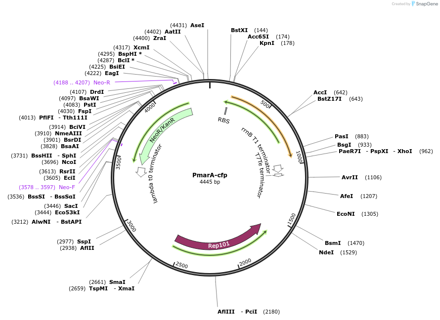 79867-plasmid-map-sequence-id-149689