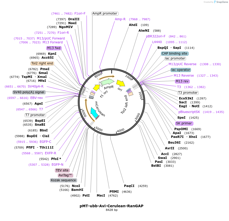79881-plasmid-map-sequence-id-149777
