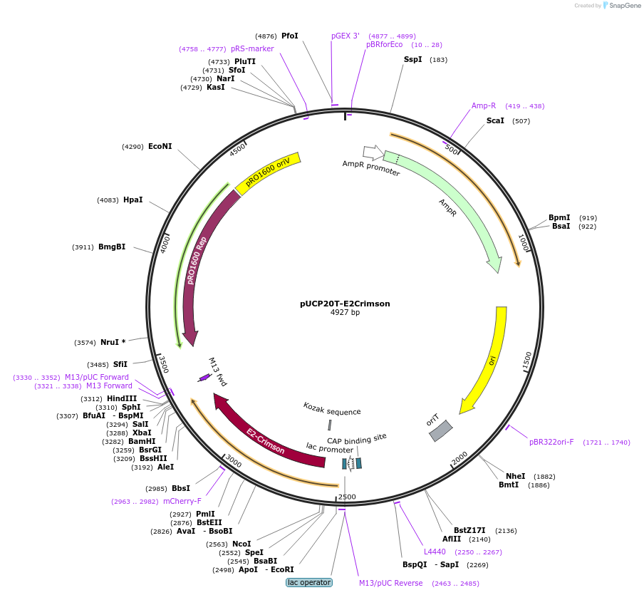78473-plasmid-map-sequence-id-149778