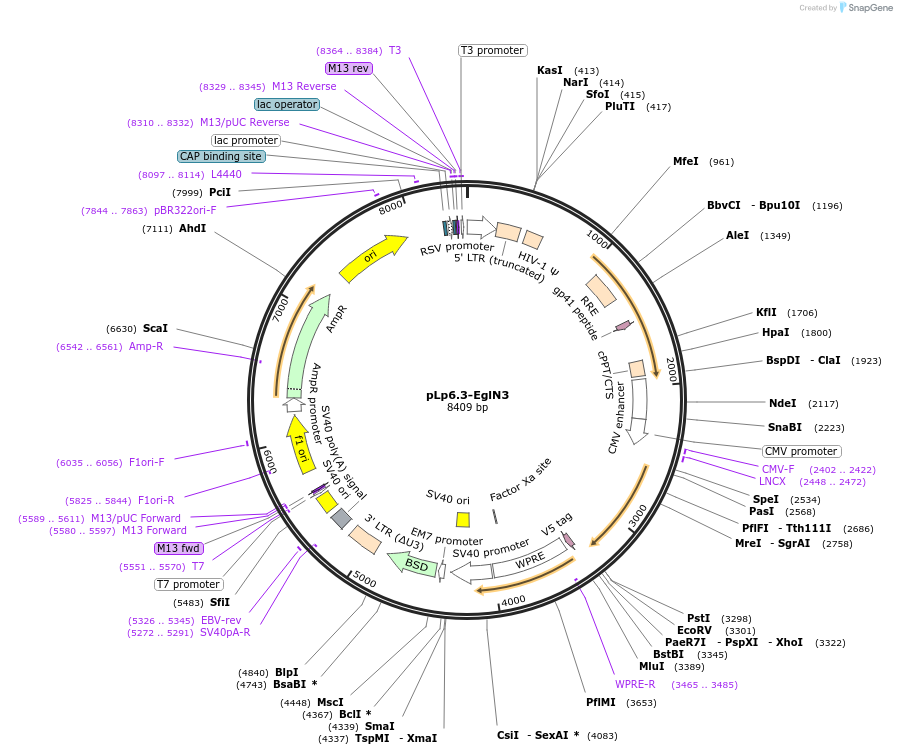 79115-plasmid-map-sequence-id-149799