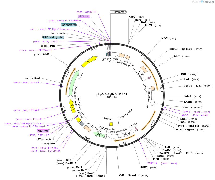 79116-plasmid-map-sequence-id-149803