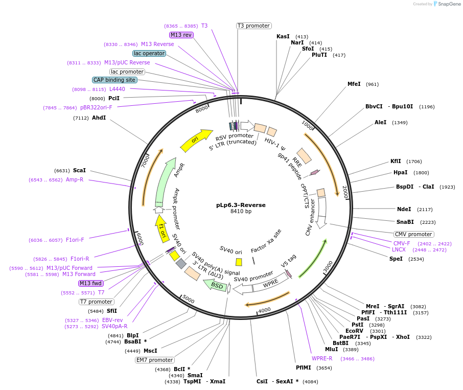 79117-plasmid-map-sequence-id-149810