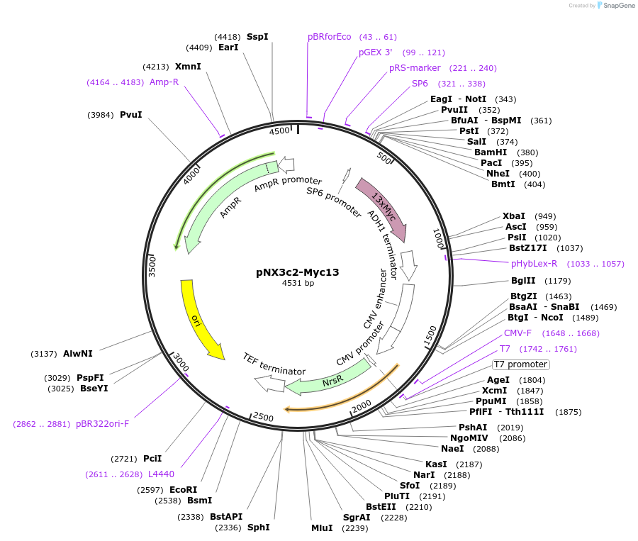 78393-plasmid-map-sequence-id-149819