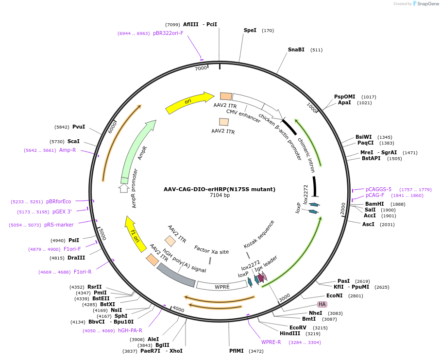 79906-plasmid-map-sequence-id-149903