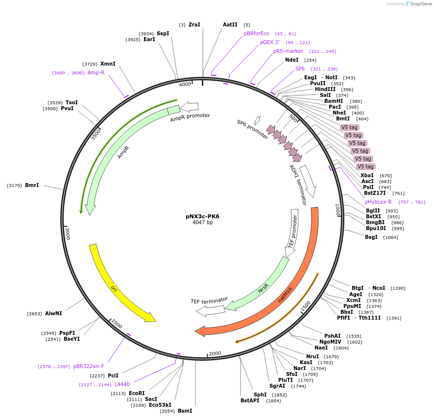 78369-plasmid-map-sequence-id-149907