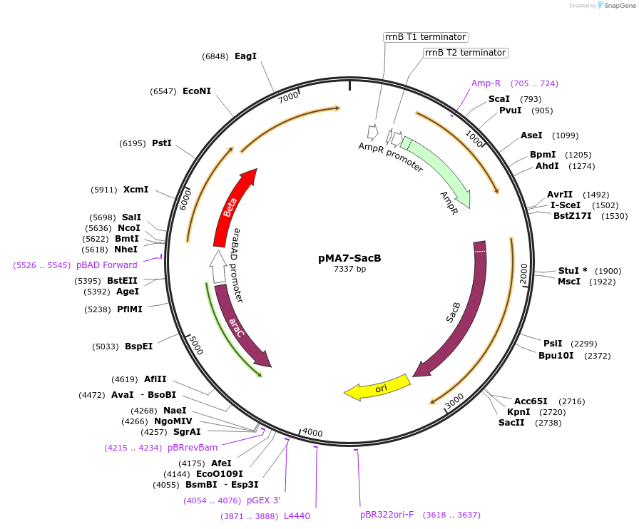 79968-plasmid-map-sequence-id-149931