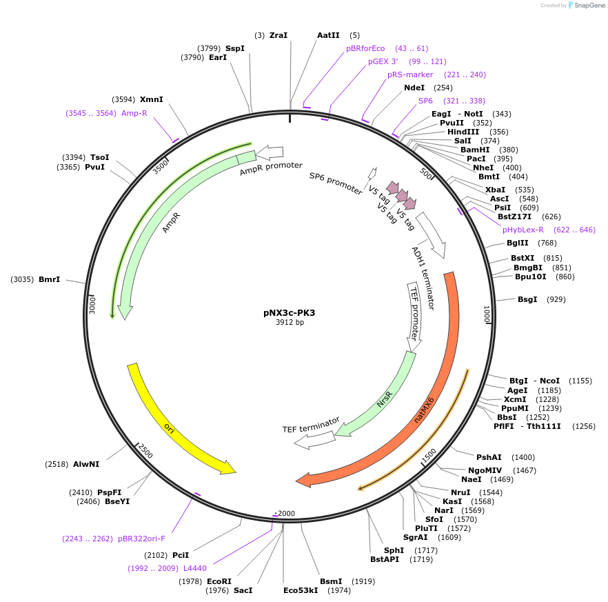 78368-plasmid-map-sequence-id-149965