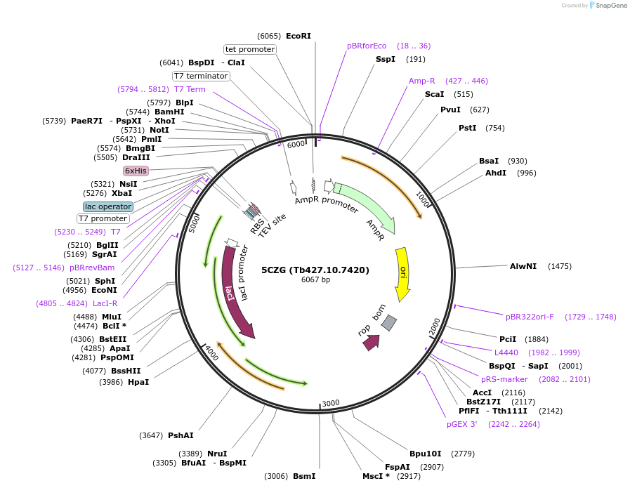 79517-plasmid-map-sequence-id-150098