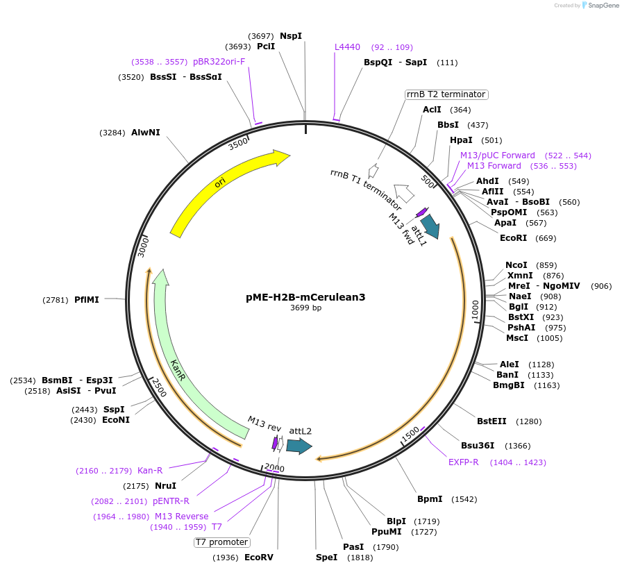 75156-plasmid-map-sequence-id-150107