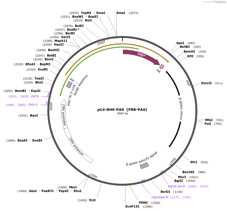 80002-plasmid-map-sequence-id-150134