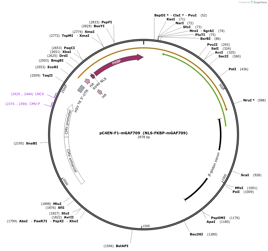 80004-plasmid-map-sequence-id-150143