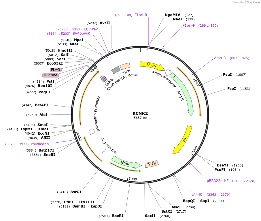 73257-plasmid-map-sequence-id-150197