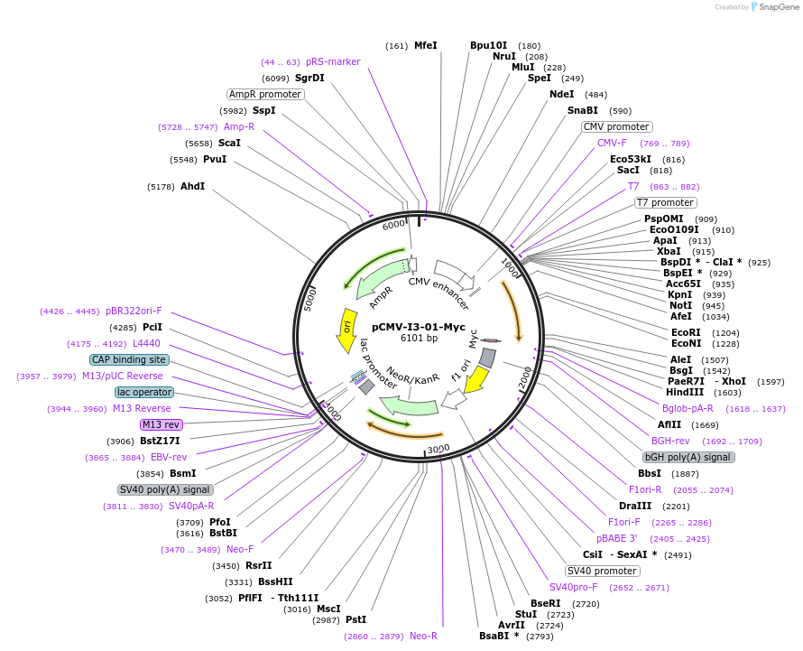 80038-plasmid-map-sequence-id-150307