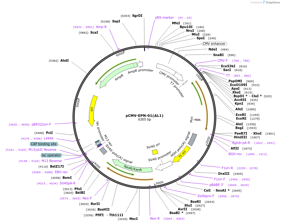 80049-plasmid-map-sequence-id-150322